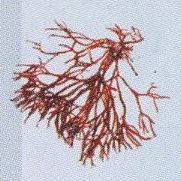Шведская красная водоросль Фурцеллария лумбрикаллис
